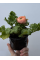 Ранункулюс (лютик) Roze (нежно-розовый) (укорененный в горшке Р9)