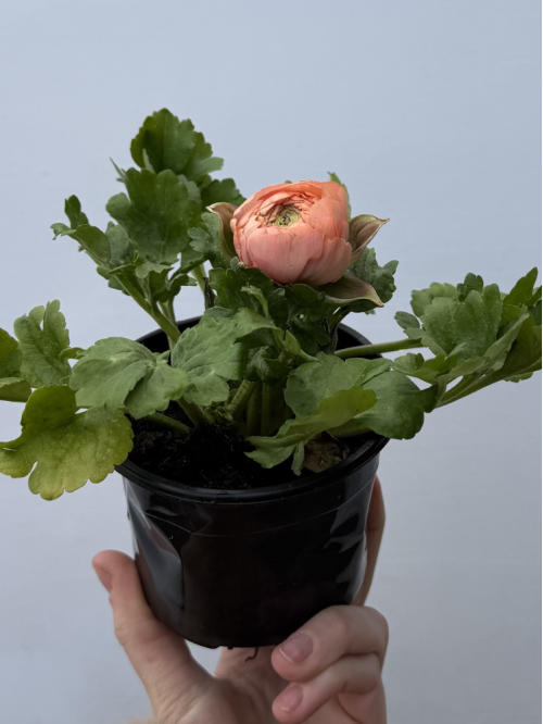 Ранункулюс (лютик) Roze (нежно-розовый) (укорененный в горшке Р9)