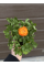 Ранункулюс (лютик) Orange (помаранчевий) (укорінений в горщику Р9)