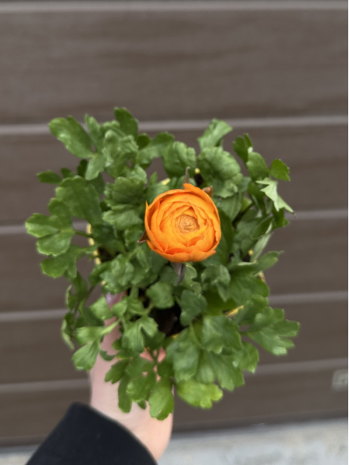 Ранункулюс (лютик) Orange (помаранчевий) (укорінений в горщику Р9)