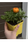 Ранункулюс (лютик) Orange (помаранчевий) (укорінений в горщику Р9)
