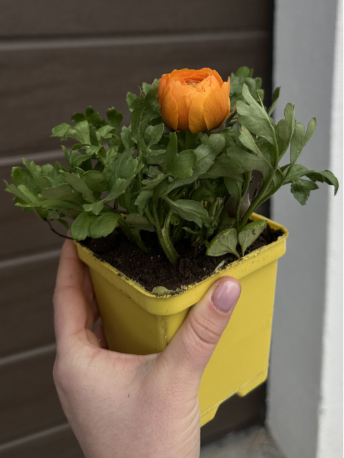 Ранункулюс (лютик) Orange (помаранчевий) (укорінений в горщику Р9)