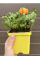Ранункулюс (лютик) Orange (помаранчевий) (укорінений в горщику Р9)
