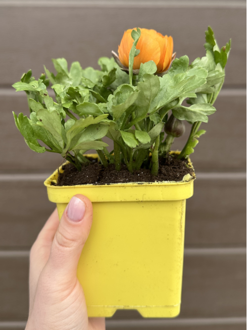 Ранункулюс (лютик) Orange (помаранчевий) (укорінений в горщику Р9)