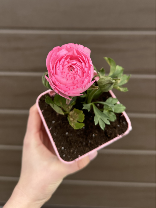 Ранункулюс (лютик) Pink (рожевий) (укорінений в горщику Р9)