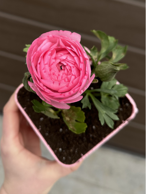 Ранункулюс (лютик) Pink (рожевий) (укорінений в горщику Р9)