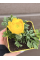Ранункулюс (лютик) Yellow (жовтий) (укорінений в горщику Р9)