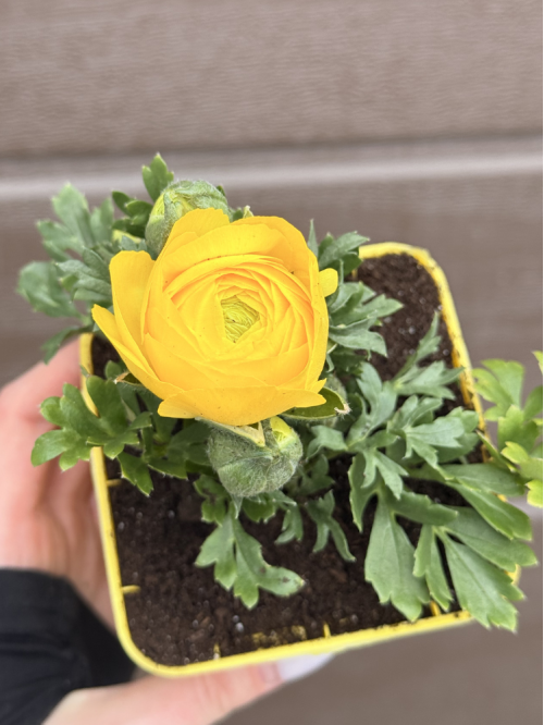 Ранункулюс (лютик) Yellow (жовтий) (укорінений в горщику Р9)