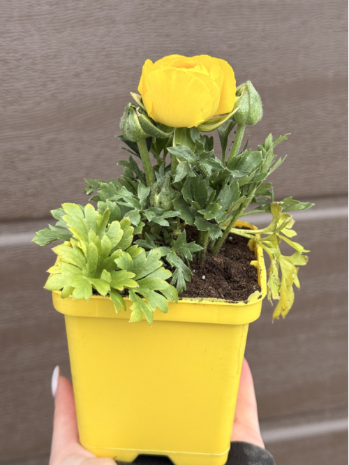 Ранункулюс (лютик) Yellow (жовтий) (укорінений в горщику Р9)