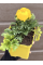 Ранункулюс (лютик) Yellow (жовтий) (укорінений в горщику Р9)