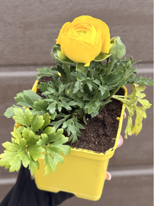 Ранункулюс (лютик) Yellow (жовтий) (укорінений в горщику Р9)