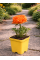 Ранункулюс (лютик) Orange (помаранчевий) (укорінений в горщику Р9)