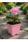 Ранункулюс (лютик) Pink (рожевий) (укорінений в горщику Р9)