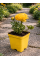 Ранункулюс (лютик) Yellow (жовтий) (укорінений в горщику Р9)