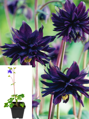 Аквилегия Black Barlow (горшок Р9)