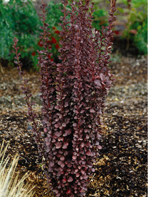 Барбарис тунберга Хелмонд Пиллар, высота саженца 20-30 см (контейнер С3)