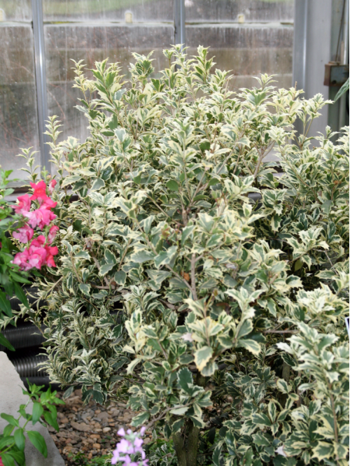 Османтус різнолистий Варієгатус висота саджанця 20+ см (контейнер С3)