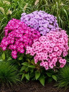 Флокс Мікс (3 горщика С1)
