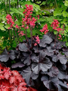 Гейхера Black Forest cake (в горшке Р9)
