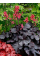 Гейхера Black Forest cake (в контейнері)