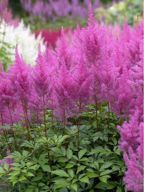 Астільба Gloria Purpurea (в контейнері) 1 шт. в упаковці