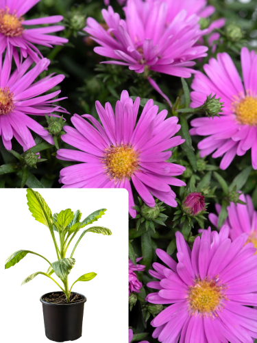 Астра Pink (в контейнере)
