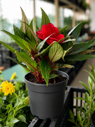 Бальзамін Кораловий (в контейнері)
