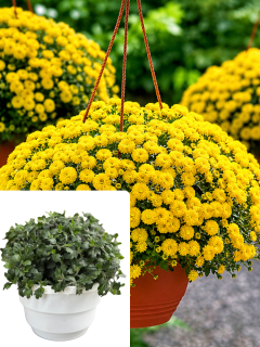 Хризантема (ампельна) Skyffal yellow (в підвісному кашпо)