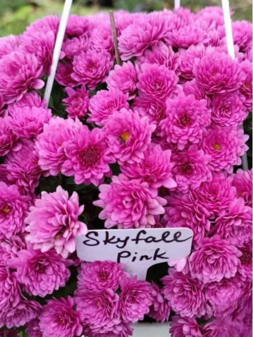 Хризантема (ампельна) Skyffal pink (в підвісному кашпо) 1 шт. в упаковці