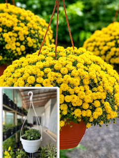 Хризантема (ампельна) Skyffal yellow (в підвісному кашпо)