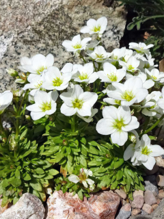 Ломикамінь Білий (в контейнері Р9)