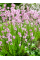 Лаванда Ellegance Pink (в контейнері Р9)