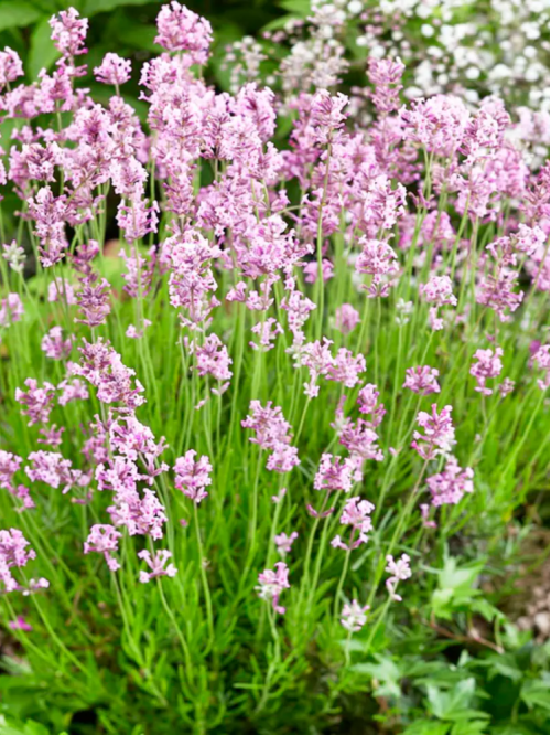 Лаванда Ellegance Pink (в контейнері Р9)