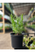 Лаванда Rosea (в контейнері Р9)