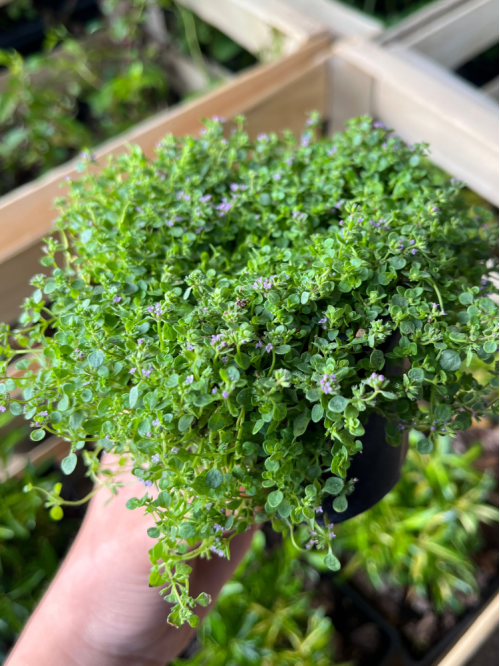 М'ята декоративна Мінт (Mini Mint) (в контейнері)