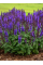 Шавлія дібровна Пурпле (Purple) (в контейнері)