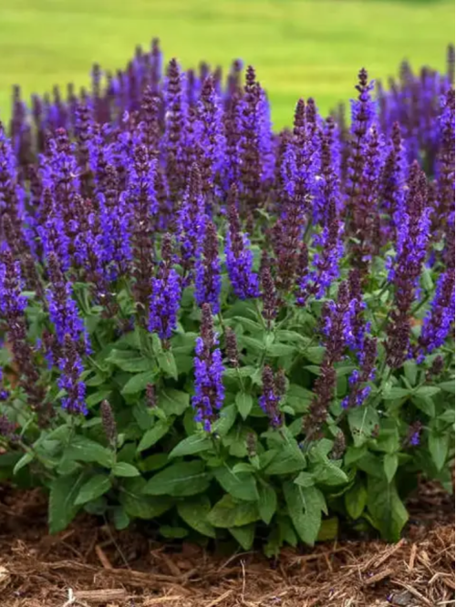 Шавлія дібровна Пурпле (Purple) (в контейнері)