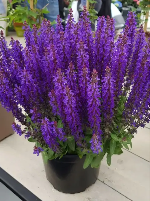 Шавлія дібровна Пурпле (Purple) (в контейнері)