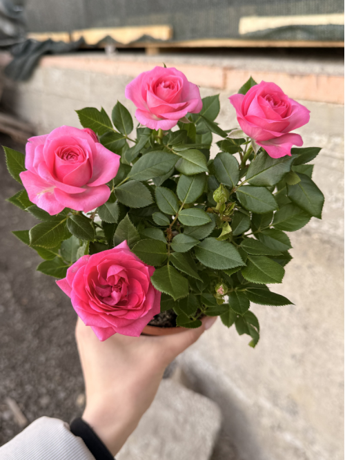 Троянда в горщику Pink (кімнатна рослина) 1 шт. в упаковці