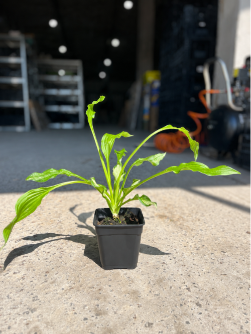 Хоста Kiwi Spearmint (в контейнері Р9)