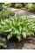 Хоста Kiwi Spearmint (в контейнері Р9)