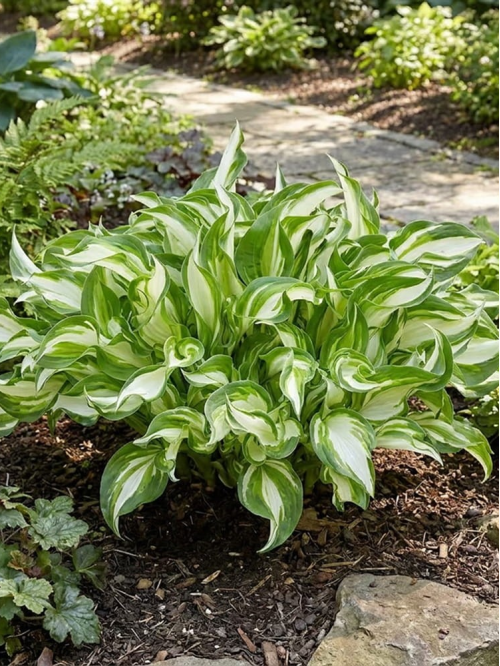 Хоста Kiwi Spearmint (в контейнері Р9)