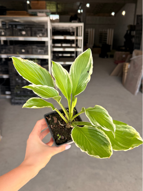 Хоста Undulata Albomarginata (в контейнері Р9)