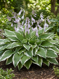 Хоста Undulata Albomarginata (в контейнере Р9)