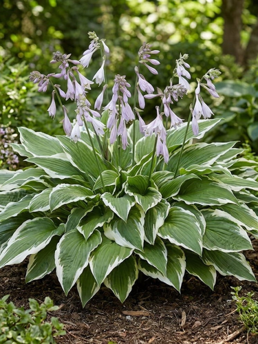 Хоста Undulata Albomarginata (в контейнері Р9)