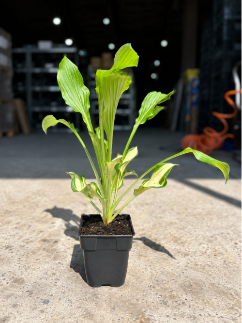 Хоста Undulata Mediovariegata (в контейнері Р9)