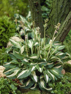 Хоста Undulata Mediovariegata (в контейнері Р9)