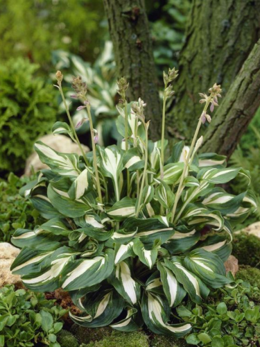 Хоста Undulata Mediovariegata (в контейнері Р9)