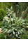 Хоста Undulata Mediovariegata (в контейнері Р9)