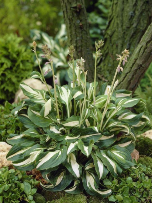 Хоста Undulata Mediovariegata (в контейнері Р9)